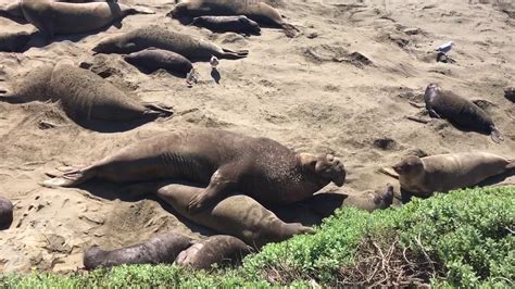 seal porn|seal Search